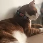 105026597_412760289693007_1521109556124899671_n